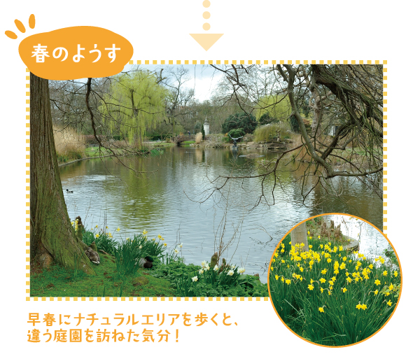 初夏に訪れたときには気づかなかった足元のスイセンたち。早春、池の畔のそこかしこで白や黄色のスイセンが咲き誇っていました。違う季節に訪ねると、前回気づかなかった植物たちの存在に驚き、発見がいろいろです！
