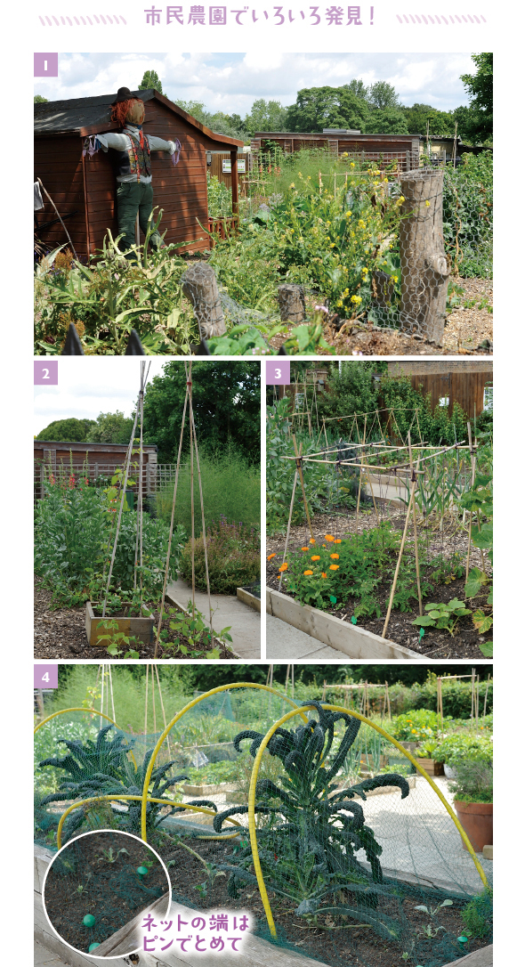 ［1］小屋に立て掛けた大きなかかし！ 野菜の育て方を教わる子どもたちが見つけたら、きっと喜ぶはず！［2］マメ科の野菜は連作障害を防ぐため、3～5年は同じ場所を避けるのが鉄則です。でも、木箱で育てたら、そんな心配必要ありません［3］トマトの苗に直接支柱を添えないで、麻ヒモで上から引っ張ってありました！ コンパニオンプランツのキンセンカも一緒に植えて［4］虫除けネットで覆われた、イタリア、トスカーナ地方原産の超個性的な葉キャベツ、カーボロネロ