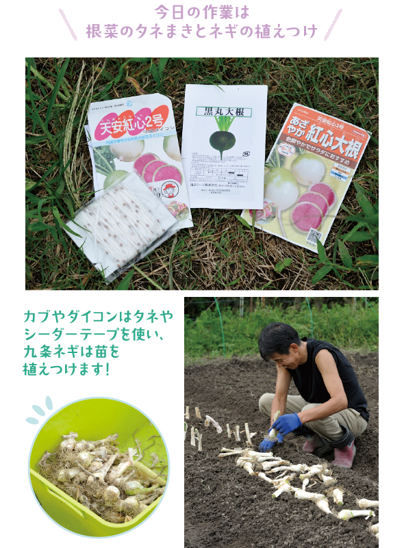 京都の九条を中心に古くから栽培されている緑の葉も白い部分もすべて食べられる九条ネギ。「揚げた根は香ばしいネギの味がして、料理の飾りに最高！」と谷岡さん。太く育てたいから間隔は「こぶし大」。五十棲さんのアドバイス通りに植えつけました。