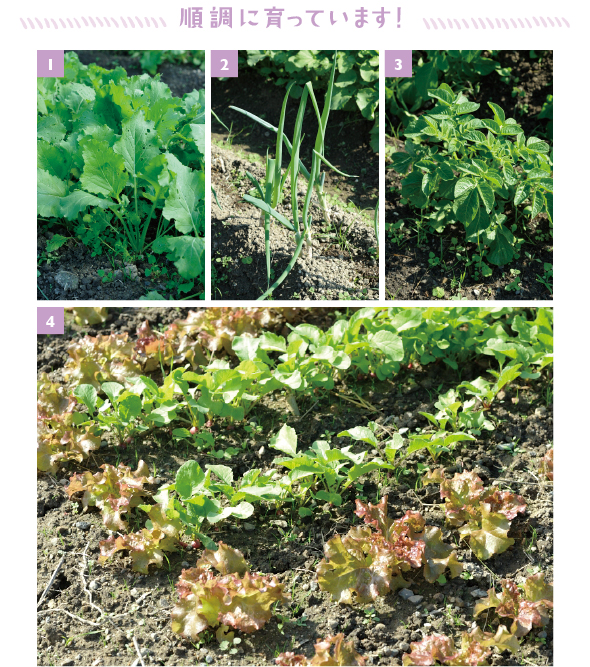 ［1］何種類か植えたダイコンの成長しているようす。どのダイコンかな？［2］順調に育つ九条ネギ。スープや焼いてカモ肉と合わせるとおいしいらしい［3］9月上旬に苗を植えたジャガイモ「キタアカリ」。収穫は11月下旬～12月上旬とか［4］緑葉がタネから育てた第二弾のハツカダイコン、銅葉は苗を植えたばかりのレタス