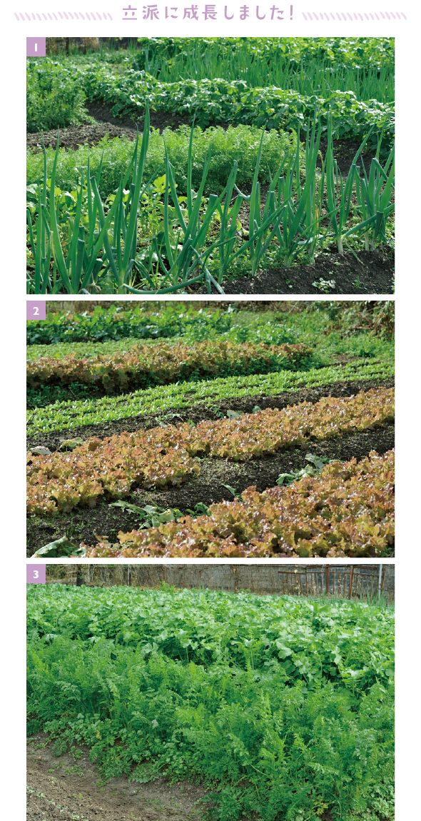 ［1］手前から九条ネギ、ダイコン、ニンジン、ジャガイモと大きく育ちました［2］10月中旬に植えたレタスの苗もどんどん育っておいしそう！［3］ニンジンやダイコンの葉の勢いがすごい！ 土の下の野菜が気になります！