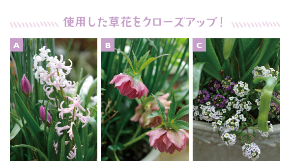 ［A］ヒヤシンス「フェスティバル」（右）と原種系チューリップ「ヘレナ」（左）［B］薄ピンクの八重咲きのクリスマスローズ。一番に開花します［C］栄養系スイートアリッサムの混色。初夏まで咲き続けるのが最大の魅力