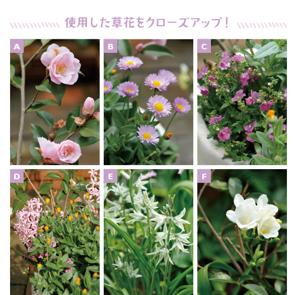 ［A］薄ピンクの八重咲きの花が上品な、香りのよいツバキ「香妃」［B］中央が黄、まわりがピンクの愛らしい配色が魅力のデージー「ラベンダードリーム」［C］淡い配色の締め役は濃いピンクの一年草のネメシア。こぼれダネで増えます［D］繊細な印象のヒヤシンス「フェスティバル」。多数花穂を上げて開花［E］白と緑の花色がシックで個性的なオーニソガラム「ヌータンス」［F］香りのよい花を咲かせるフリージア（白）。切り花にもおすすめ