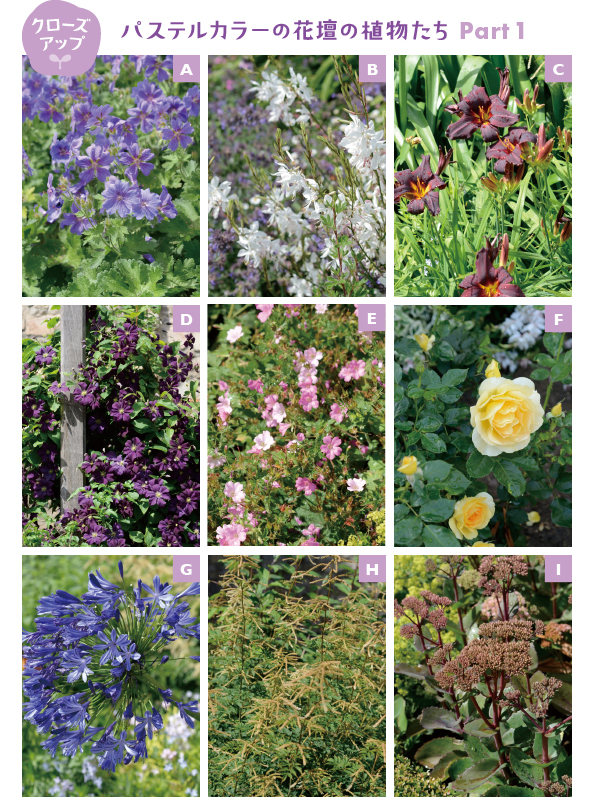 ［A］ガーデンで多用されている花色のひとつ、薄紫のフウロソウ。同じ花色の花穂を立ち上げるキャットミントと違って、丸い5弁の花は愛らしさを添えてくれます［B］ローメンテナンスな植物の代表格、白いガウラ。風にやさしく揺れるから、ガーデンで風を感じさせてくれます［C］黒いエキゾチックな夏の花、ヘメロカリス。淡い色調の花壇を締める名脇役です。一日花だけど、とっても手間いらず。植えっぱなしで大丈夫です［D］ガーデンファニチャーに絡ませたクレマチス。濃い紫の花色は、パステルカラーのガーデンを引き締めてくれます［E］かわいい印象とは違って、実はとっても丈夫で手間いらずのフウロソウ。ボーダー花壇の所々に点在し、愛らしい印象を盛り上げます［F］左右の花壇に1株ずつ植えられた薄黄色の木立性のバラ。小花が多く咲く花壇のアクセントにピッタリ［G］濃いブルーの大輪のアガパンサス。水やりは自然降雨で大丈夫な手間いらずの代表格です。大型のアガパンサスだから、華やかな花は花壇に変化を与えます［H］ ヤマブキショウマの一種、アルンクス アエツシフォリウス。小花が密集し穂状に咲く、和洋どちらの庭にも、山野草の庭にもピッタリな多年草［I］イングリッシュガーデンでよく見かける茎が赤い大型のセダム、ベンケイソウ。パステルカラーの花壇の色合いを締めるのに効果的