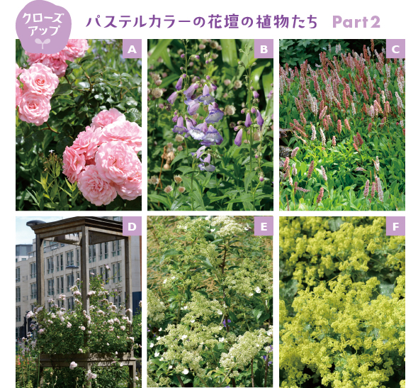 ［A］ひときわ目を引く華やかな薄ピンクの木立性のバラ。アクセントにピッタリです［B］薄紫の愛らしいペンステモン。冷涼な気候を好むから、高温多湿の夏の京都の庭では、夏越しは無理かもしれません［C］多数の濃いピンクの花穂が目を引くペルシカリアは、耐寒性も耐暑性も強いタデ科の宿根草。ローメンテナンスガーデンにおすすめの植物のひとつです［D］薄ピンクのクライミングローズを絡ませたガーデンファニチャーは、庭のフォーカルポイント［E］日本でもおなじみのアジサイ科のダルマウツギ。剪定は花後の夏に行います。半日陰でも花を咲かせ、高さは約1m。樹高を低く抑えたいときや狭い庭で重宝します［F］人気のハーブ、冷涼な気候を好むアルケミラ モリス。淡いライムグリーンのボリュームのある花は、花壇にやさしさと華やかさを添えてくれます