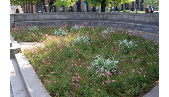 上記の植え込みの奥にある半日陰の花壇。背丈の低い多年草のガウラが一面に植えられ、銀葉のアステリア「シルバーシャドー」がアクセント。シンプルで手間いらずの植栽です