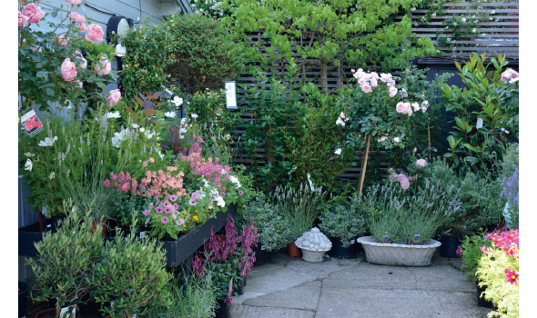 ピンクの花が咲く一年草や多年草、そして花を引き立てる花木などを展示したコーナー。日本の園芸店では種類ごとに植物たちが置かれているけれど、ここでは、花色に合わせたコーディネートまで教えてくれるから、ガーデナーの心はぐっとつかまれます