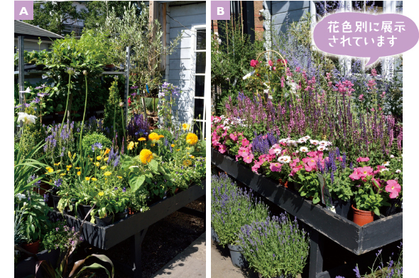 ［A］黄と青や紫の季節の花のコーナー。一年草と多年草の組み合わせ方が参考に［B］白とピンクの季節の花のコーナー。ここの植物だけですてきな寄せ植えが作れそう！