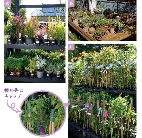 ［C］ 上の棚はピンク系、下の棚は白系などと、花色別に苗が置かれているから便利［D］ テラコッタなどに植えられた多肉植物のコーナー。アレンジの工夫などの参考に［E］ クレマチスのコーナー。支柱の先にビニールの緑のキャップが付けてあるから安全