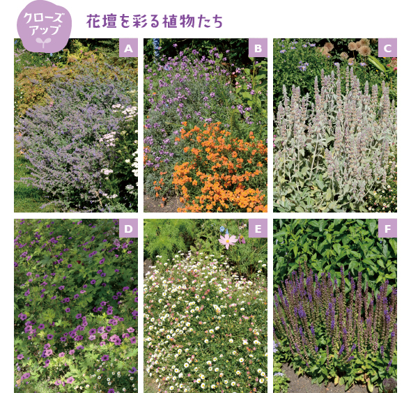 ［A］ 株一面にラベンダーブルーの花を咲かせる多年草のキャットミント［B］ 暑さが苦手な多年草のエリシマム（英名ウォールフラワー）。夏は半日陰で育てます［C］ イングリッシュガーデンに欠かせない多年草のハーブ、ラムズイヤー［D］ 濃い紫が印象的なフウロソウ。暑さが苦手だから、夏は半日陰になる場所がお好み［E］ 花色が白からピンクに変化するエリゲロン（源平小菊）。雑草のように丈夫です［F］ 花穂が真っすぐ立つ個性的なサルビア「カラドンナ」。暑さに強いからおすすめ