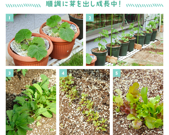 ［1］プランターで本葉を広げる「栗坊」の足元も、穴を開けたアルミホイルで覆って［2］4月後半に植えたゴーヤーの苗はつるを伸ばしネットを上り始めました［3］順調に育つハツカダイコンの苗、そろそろ収穫です！［4］芽を出したばかりのスベリヒユ。もう少ししたら間引く予定［5］簡単に育てられる「ガーデンレタス ミックス」。間引きながらサラダでいただきます