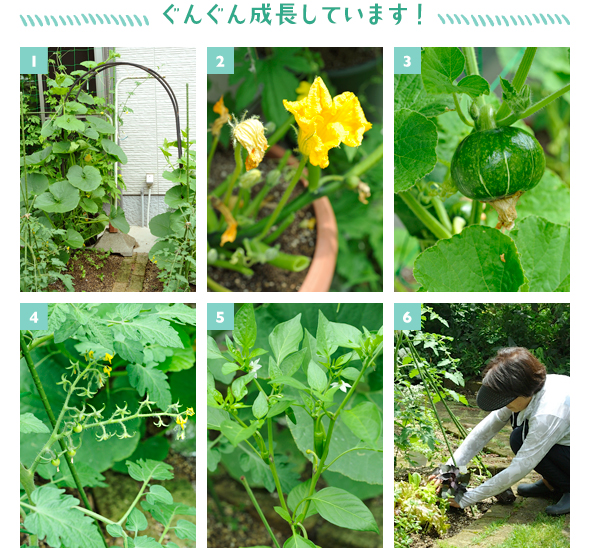 ［1］アーチを順調に覆い始めたミニカボチャ「栗坊」の様子［2］写真の「栗坊」の雄花の花粉を綿棒に取り、下が膨らんでいる雌花に授粉しました［3］受粉が成功したミニカボチャ「栗坊」の小さな実。これからの成長が毎日楽しみ！［4］ミニトマト「桃ほのか」の実がなり始めました［5］次々に白い花が咲くトウガラシ「スナックとうがらし」［6］ガーデンの彩りに、サツマイモ属である紫の葉をしたイポメアを植え付けるHさん