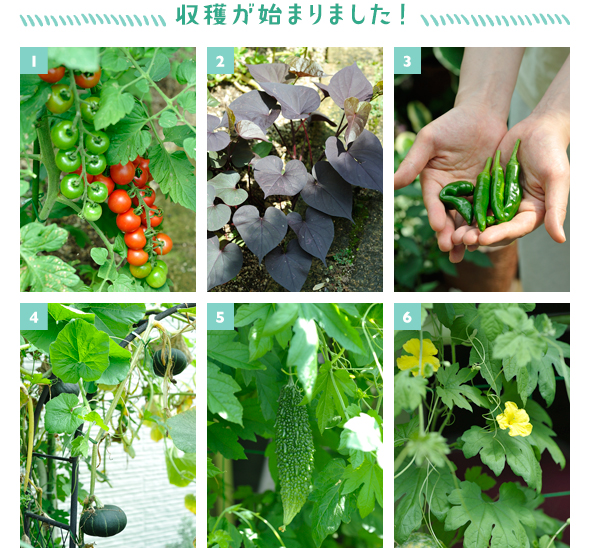 ［1］少しずつ順に赤く色づいていくミニトマト。しばらくは毎日いただけそう！［2］イポメアは夏の終わりにイモを掘り上げて保存し、翌春植えてあげるとまた育ちます［3］今日はこれだけトウガラシ「スナックとうがらし」が採れました。サラダにぴったり！［4］アーチから重そうにぶら下がっているミニカボチャ「栗坊」の立派な実［5］面白いことに、カーテンの内側や葉の陰に隠れて実る恥ずかしがり屋のゴーヤー［6］次々とゴーヤーの黄花が咲くから、収穫がもっと期待できそう！