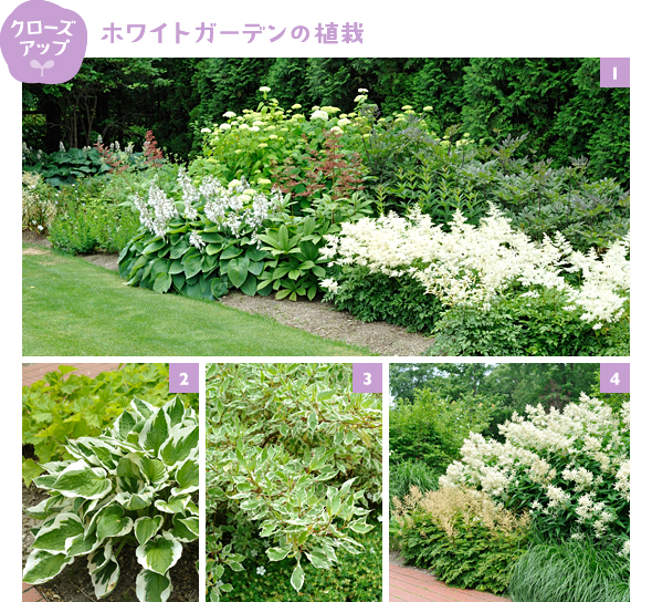 ［1］手前左から赤花のロドゲルシア、白花のギボウシ、ロドゲルシア、白花のアスチルベ「ドイチェランド」。奥は白花のアメリカアジサイ「アナベル」など［2］ギボウシの定番「パトリオット」。白い斑入り葉が美しく、早く大株に育つのが魅力［3］落葉後の赤い枝が見事な斑入り葉のシラタマミズキ「エレガンティシマ」［4］耐寒性も耐暑性も強く丈夫なペルシカリア ポリモルファ。庭園の主役になれる花
