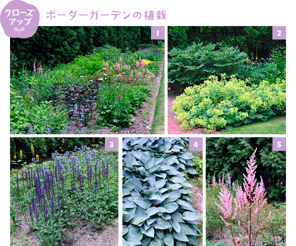 ［1］銅葉のフジバカマやアスチルベ「エリカ」などを植え、新しくリフォームしたエリア［2］冷涼な気候がお好みの大株に育ったアルケミラ モリス。淡い黄花が映えます［3］紫の穂をすっと多数立ち上げ、耐暑性も耐寒性も強いサルビア「カラドンナ」［4］半日陰～日陰の花壇に欠かせないブロンズブルーが魅力のギボウシ「ハルシオン」［5］初夏の半日陰の花壇を優しく彩るローメンテナンスのアスチルベ「エリカ」