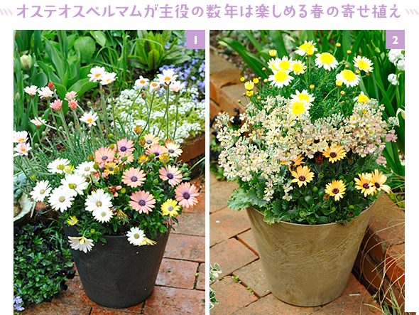 ［1］ピンクと白の配色の寄せ植え。花材：オステオスペルマム（2種）、ローダンセマム「アプリコットジャム」［2］黄とオレンジの配色の寄せ植え。花材：マーガレット「ソレミオ」、オステオスペルマム、サクラソウ