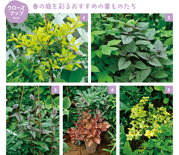 ［1］常緑低木のイレックス「サニーフォスター」。春の新芽や秋の葉色が美しい［2］耐寒性＆耐暑性が強く、秋に白花を咲かせるユーパトリウム「チョコレート」［3］初夏に白花を咲かせる、手間いらずの宿根草のペンステモン「ハスカーレッド」［4］葉色が個性的な銅葉のヒューケラ「マホガニー」。庭のアクセントに最適 ［5］手間いらずの常緑ツルマサキ「エメラルドゴールド」。グラウンドカバーに！