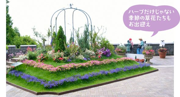 青々とした西洋芝の縁取りは、紫のロベリア「リビエラ」と濃いピンクのトレニア。中央にはコニファーやニューサイランなどを植え、高さを演出したウェルカムガーデンです。
