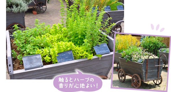 ハーブを触りやすい高さの荷車に入れたディスプレー！ 坂道が苦手な方でも、ここでハーブに触り、香りをゆっくり楽しんでもらいたいと演出したそう。上の写真左はコモンオレガノやゴールデンオレガノ、上の写真右はコモンセージやパープルセージ、トリカラーセージの荷車。