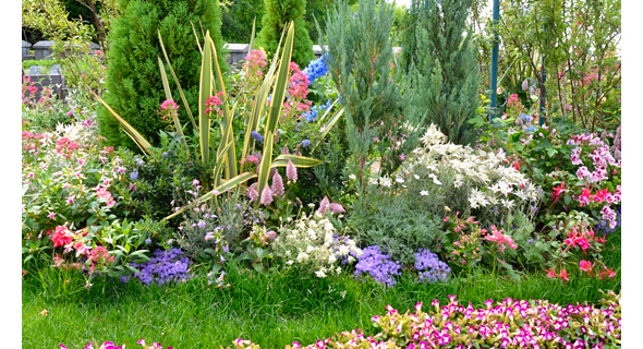 ウェルカムガーデンの花壇中央の植栽。ニューサイランや、コニファー「ローズダリス」や「ムーングロウ」、「ブルーヘブン」の周りを、フランネルフラワーやペラルゴニウム、ホクシア、セントランサス、プチロータス ジョーイ、アゲラタムなどが華やかに彩ります。