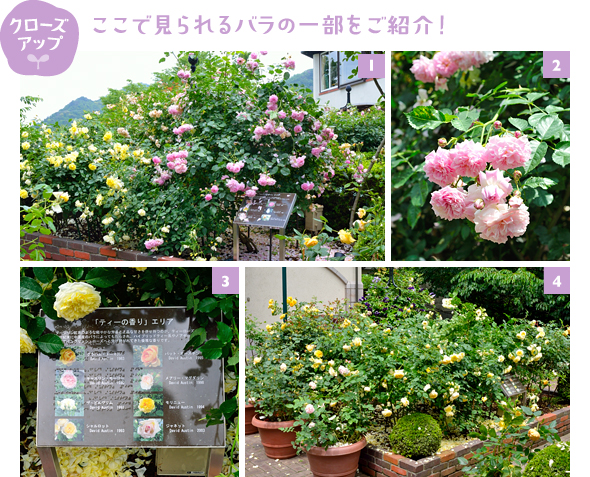 ［1］左の黄色のバラは「ブライス スピリット」、右は薄ピンクの「ラベンダー ラッシー」［2］耐病性のある強健種のつるバラ「ラベンダー ラッシー」。甘いムスク系の香りが魅力　［3］ティーの香りのエリアに植えられたバラたちのネームプレート［4］ティーの香りエリアの「グラハム トーマス」や「キャスリン モーリー」などが満開