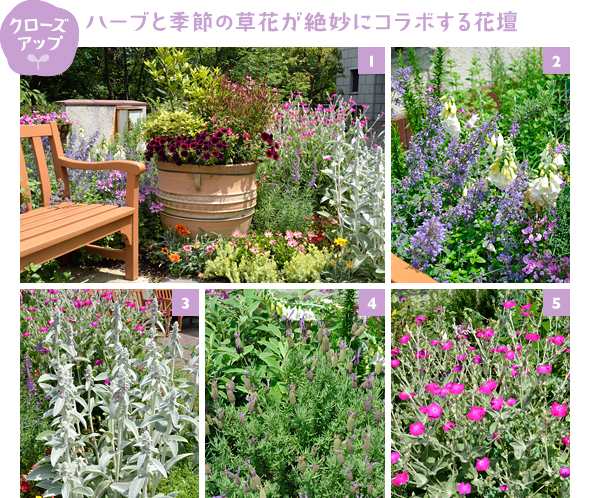 ［1］ベンチや大きなつぼは花壇のアクセント。つぼにはペチュニアやガウラを植栽［2］白花はジギタリス、紫花はキャットミント、右下ピンクの花はクレオメ［3］花壇のアクセント、銀葉が魅力のラムズイヤー。初夏に紫の小花を穂状に咲かせます［4］比較的暑さに強く育てやすいラベンダー ストエスカス。蒸れ予防に梅雨前に剪定を！［5］白い綿毛に覆われた銀色の葉や茎が魅力のリクニス コロナリア（フランネルソウ）