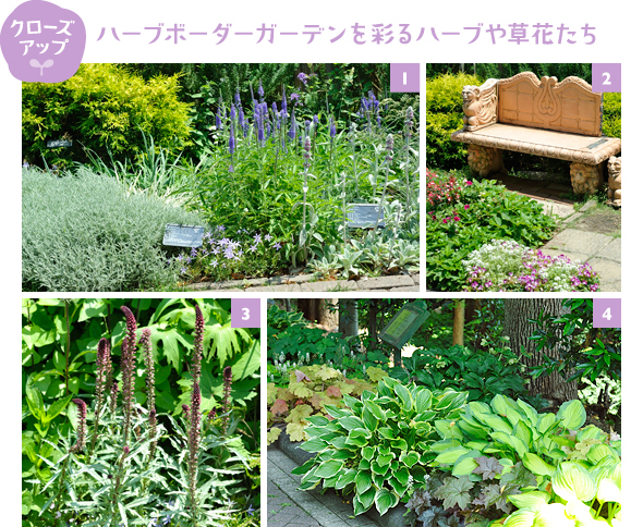 ［1］銀緑色の葉ものと青花の植栽が爽やかな初夏の配色！ 左奥から黄金葉の「フィリフェラオーレア」、左手前はサントリナ、中央手前の薄紫はイソトマ、草丈が高い青花はベロニカ「サイトシーイング」、右手前はラムズイヤー［2］手前は濃いピンクのトレニアとスーパーアリッサム、奥のベンチ側はワイルドストロベリーが広がっています［3］シルバーリーフとワインカラーの花穂のコントラストがシックで美しいリシマキア「ボジョレー」。花後に剪定すると繰り返し咲きます［4］ハーブボーダーガーデン左の日陰で伸び伸びと葉を広げるヒューケラ「キャラメル」やギボウシたち。日陰の植栽も参考になります