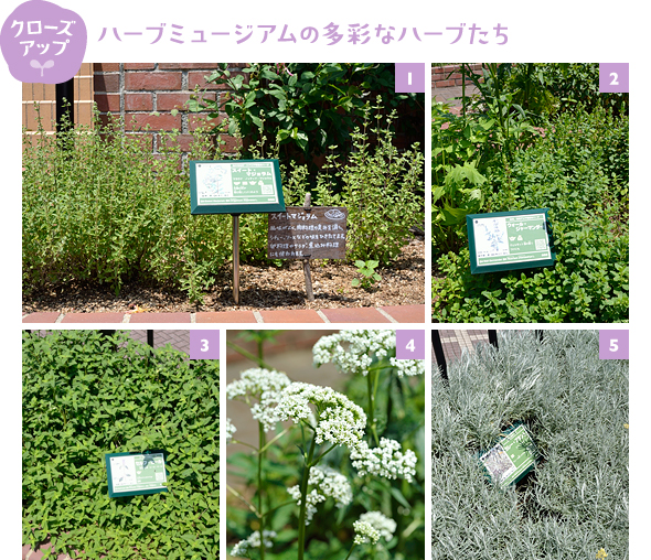 ［1］スイートマジョラムのコーナー。緑のプレートには「春～初夏に開花、実生や挿し木で増やすことができ、利用部は葉、花、種子」と、茶色のプレートには「風味がよく肉料理のくさみを消し、シチュー、ソースなどの味を引き立てる」などと情報満載！［2］花壇の縁取りや敷石の間に植えられるスパイシーな香りがするウォールジャーマンダー。花は切り花に、若葉はサラダに、乾燥した葉はお茶や虫よけに利用できます［3］シソ科の耐寒性宿根草、グラウンドカバーに使えるセルフヒール。利尿効果が期待でき、またやけどや傷の治療に使われてきました［4］バレリアンは気分を静め安らかな眠りに導くリラックス効果が見込めるハーブです。使用するのは根と根茎［5］カレーの香りがするカレープラント。乾燥した花のティーは、精神安定や疲労回復、感染症に効果が期待できます。ドライフラワーにすると黄花の色が長くあせないのも魅力