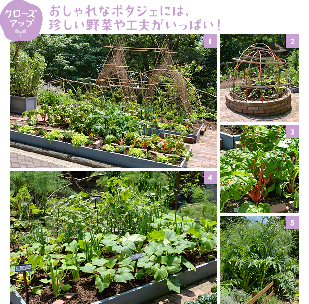 ［1］剪定したハギの枝と竹の支柱で作った楽しいオベリスク。足元に植えた白いミニキュウリや房状に実る薄緑のキュウリ、丸みを帯びた太いキュウリなどを誘引する予定です。コンパニオンプランツのナスタチウム、ネギ、マリーゴールド、レタスなどを混植［2］正月のオブジェで使用した割り竹を赤くペイントして作ったスパイラル状のオベリスク。足元の黄や赤などのミニトマトが絡みます。コンパニオンプランツはスイートバジル［3］シベリア南部原産の赤い茎が目を引く宿根草、ルパーブ。葉の軸を砂糖と煮てジャムに［4］奥は挿し木で増やした食用ホオズキ「ストロベリートマト」、手前はUFOの形をした黄色いズッキーニや、つる首型の甘みが強いズッキーニなど。コンパニオンプランツはネギ［5］手前のとがった大型の葉がハーブ、アーティチョークの近縁種のカールドン、奥の柔らかい葉はアスパラガス