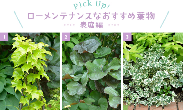 ［1］秋の紅葉がとっても鮮やかで美しいナツヅタ。成長旺盛だから、鉢に植え、オベリスクに絡ませて小さく仕立てると世話が楽。淡い緑は、夏の庭に涼しさを添えてくれます［2］ツワブキに似ているリグラリア「ミッドナイトレディ」。表葉はダークグリーン、葉裏や茎がブロンズでとっても個性的。暖地では、半日陰の湿った場所がお好みです［3］日なたでも半日陰でも元気な、常緑の斑入り葉が美しいツルマサキ。コンパクトだから、寄せ植えにも花壇のグラウンドカバーにも最適です。冬は寒さで葉の縁がピンクになるのもすてき！