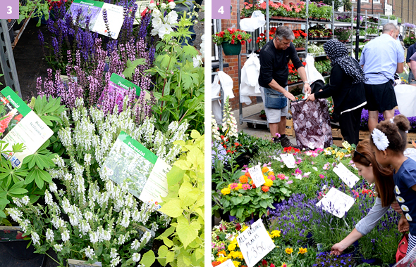 ［3］宿根草のコーナー。手前の白と中央のピンクの花はサルビア ネモローサ。長い花穂に無数の小花を咲かせる耐寒性、耐暑性ともに強いローメンテナンスな植物です［4］日本でもおなじみの、ジニアやラベンダー、コスモス、ジギタリスなど。1鉢ずつ買うと約500円だけど、セットで買うとかなりお得。コスモスは12鉢セットで700円！ 
