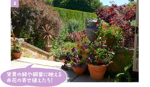 ［3］レッド・ボーダーの入り口には、多数のホクシアやゼラニウム、「黒法師」などの鉢植えが飾られ、後方の植栽とベストマッチ！