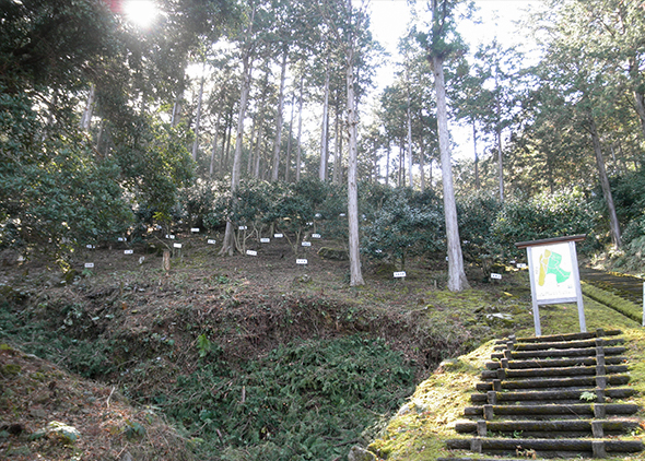 広い園内には品種毎にツバキが植えられる