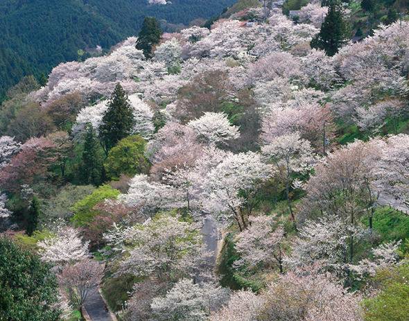 山下にある「下千本」。ひと目に千本見える豪華さとはまさにこの景色