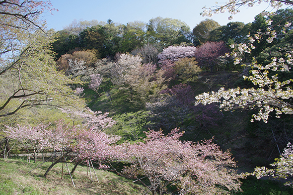 日本のサクラの遺伝資源を保存する目的で約50年前からさまざまなサクラを収集してきたサクラ保存林