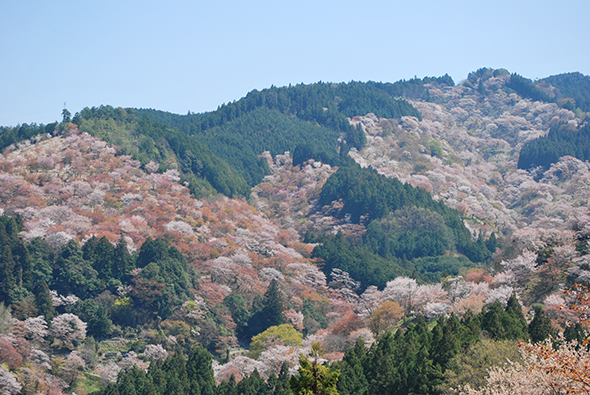 吉野山とは大峯連山の北の端から南に約8kmつづく尾根一帯のこと