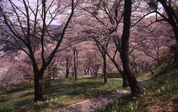 吉野山では桜群を楽しむことも、名桜を愛でることも、桜道を歩くこともできる