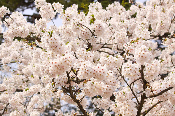 もこもこと迫力ある花つきが見事な弘前公園のサクラ