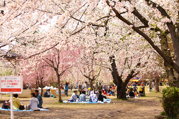 公園内にはピクニック広場もあり、お弁当などを広げてお花見ができる