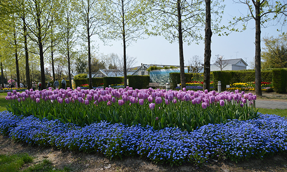 オランダの公園によく似た樹林下に広がる一年草との花壇