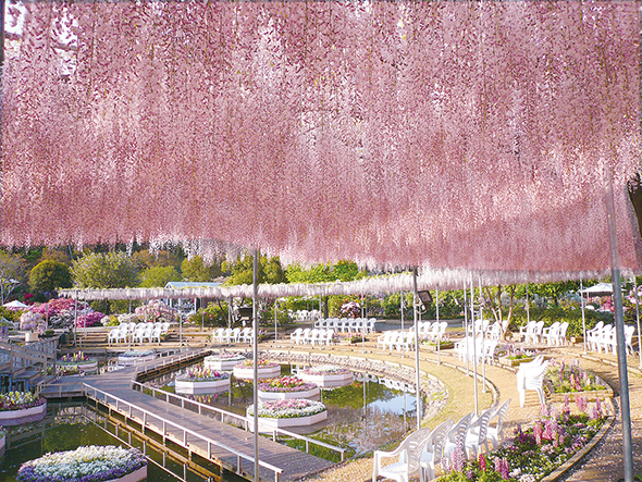 一番最初に見頃を迎える桜色のまばゆいフジ「うす紅の棚」