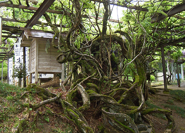 けやきの巨木に絡まったフジのつるには生命力を感じる