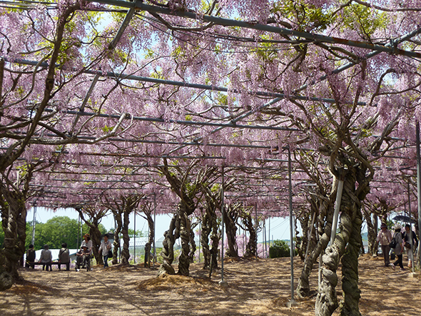 見上げると、ピンクや白、紫のフジの花のシャワーが迫ってくる