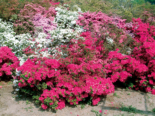 園内には四季折々の花が花絵巻のように咲き競う。写真はフジと開花期が近い「ツツジの海」