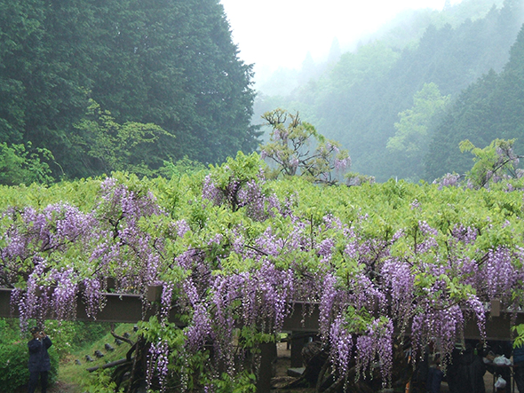 山に囲まれた地域に自生していた「才ノ神の藤」