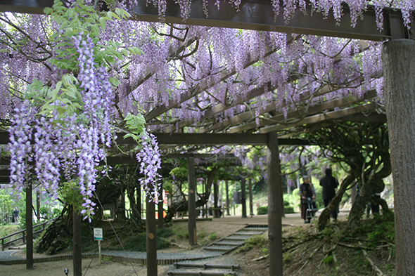 フジの命の鼓動が聞こえてきそうな神秘的なフジの花々