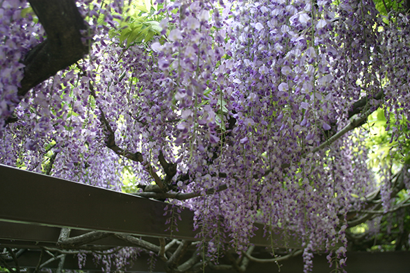 幾重にも薄紫の花が重なって甘い香りを放つ藤棚