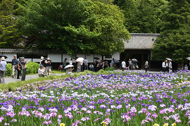 年に一度の最盛期となったハナショウブはよい撮影スポットに