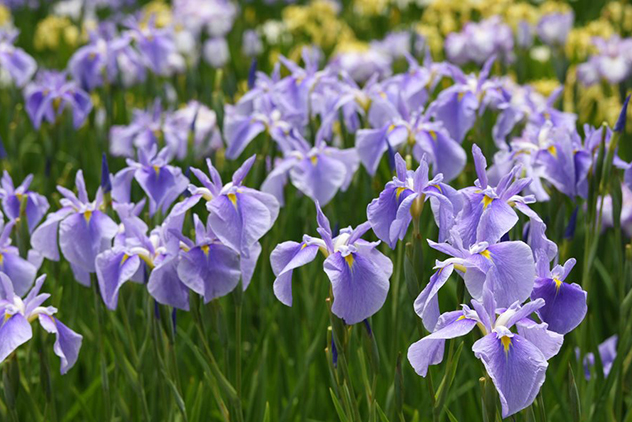 さまざまな花色の花が咲き乱れる花菖蒲園にKAMOオリジナルハナショウブも。写真は「青水晶」