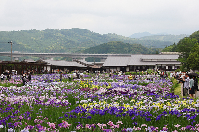 約1haもの圃場に広がる名物・花菖蒲園